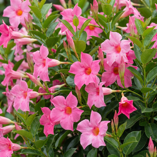 2 Pink Dipladenia Bushes Flower Plants, Pink Flowering Plants, 4-8 Inches, Outdoor Growing