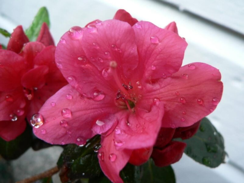 Pink Azaleas Rhododendron, 9 to 12 Inch  Tall in Pot