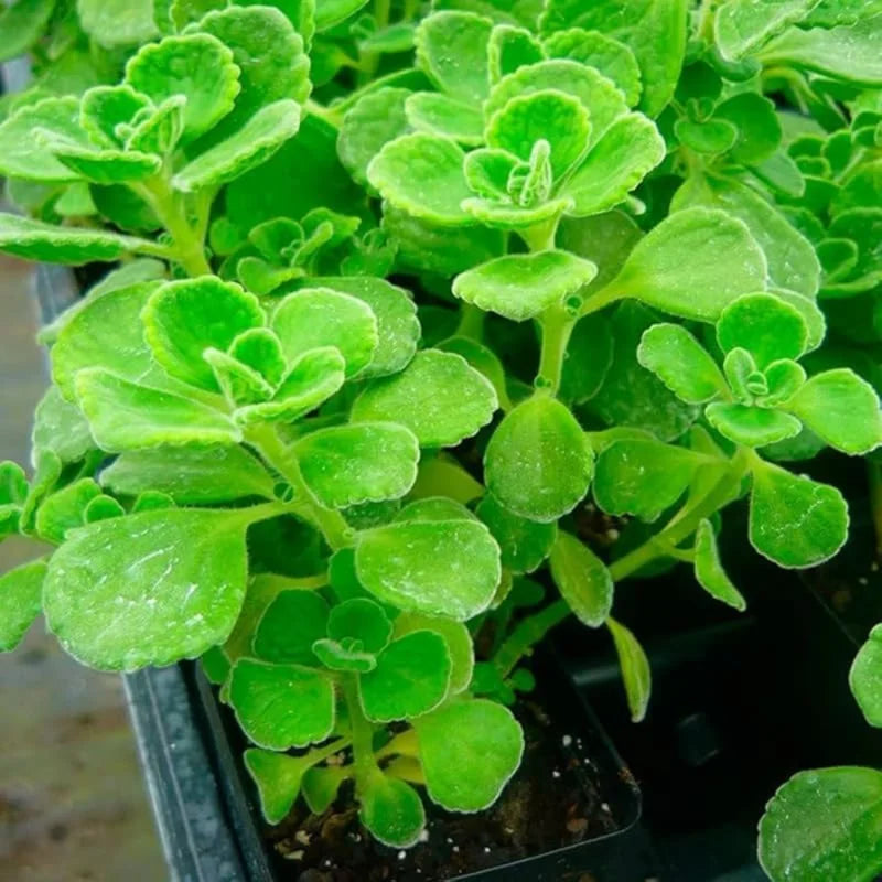 Plectranthus Vick Live Plant – Fragrant Indoor or Outdoor Plant in 4-Inch Pot, Perfect for Home and Garden Spaces