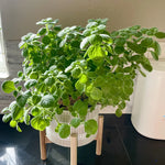 Plectranthus Vick Live Plant – Fragrant Indoor or Outdoor Plant in 4-Inch Pot, Perfect for Home and Garden Spaces