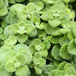 Plectranthus Vick Live Plant – Fragrant Indoor or Outdoor Plant in 4-Inch Pot, Perfect for Home and Garden Spaces