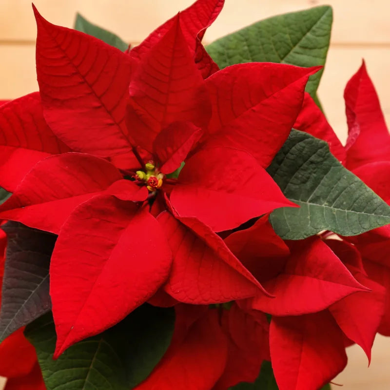 Poinsettia Plants Live, 4" Pot, Ornamental Red Poinsettia Plant, Poinsettias Live Plants, Indoor Plants Live Houseplant, Red Flowers Plants Live for Decoration