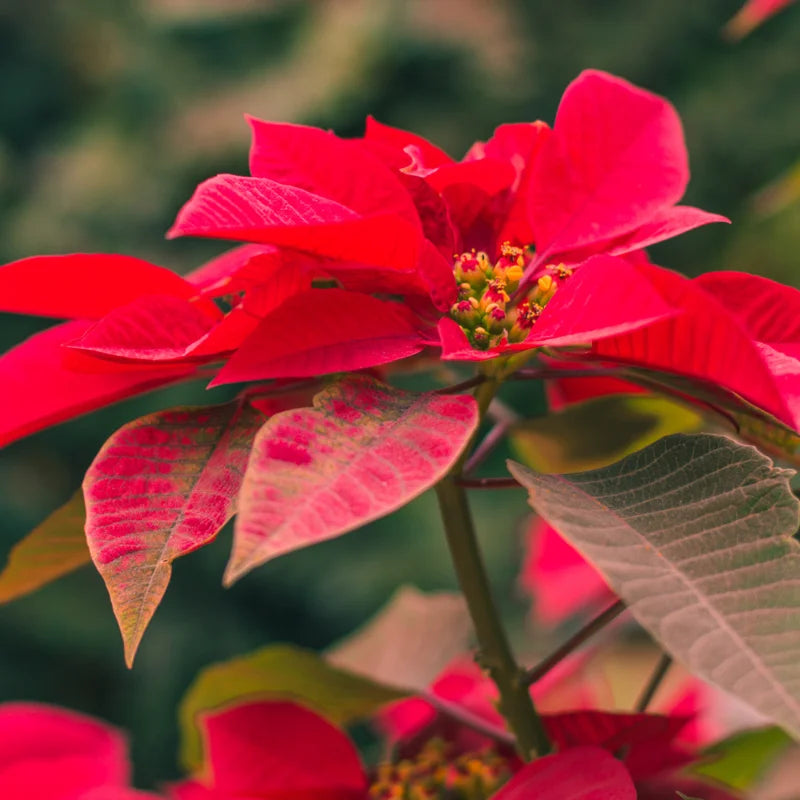 Poinsettia Plants Live, 4" Pot, Ornamental Red Poinsettia Plant, Poinsettias Live Plants, Indoor Plants Live Houseplant, Red Flowers Plants Live for Decoration