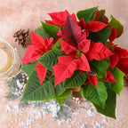 Poinsettia Plants Live, 4" Pot, Ornamental Red Poinsettia Plant, Poinsettias Live Plants, Indoor Plants Live Houseplant, Red Flowers Plants Live for Decoration