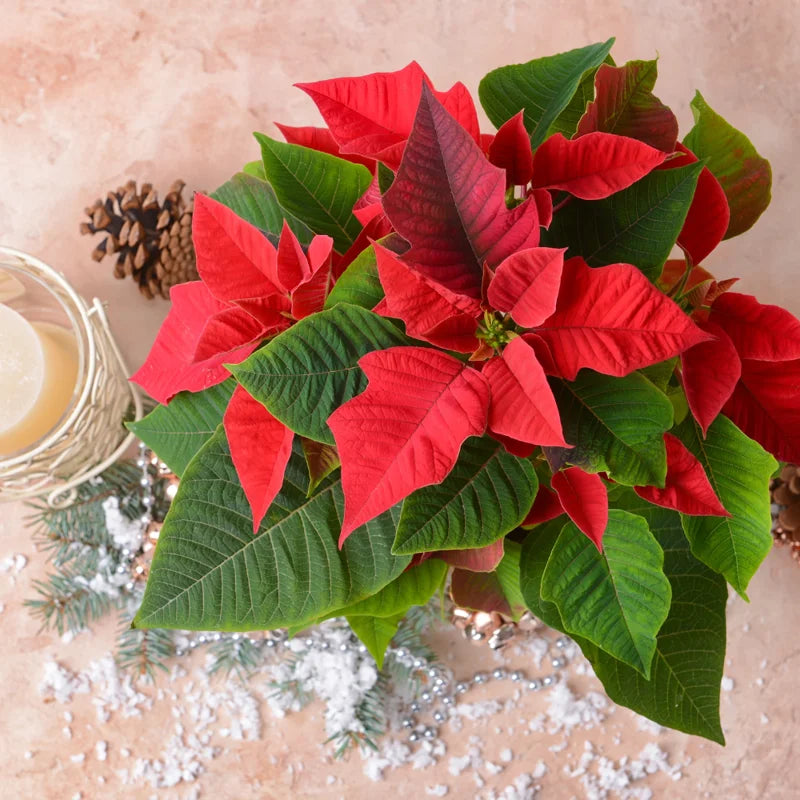 Poinsettia Plants Live in 4" Pot, Red Poinsettias Flowers Plant for Decoration, Flowering Poinsettia Plant, Live Houseplant Indoor Growing