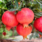 Pomegranate Plants Live, Pomegranate Bush, 5 to 6 Inch Tall, Bareroot Red Pomegranate Tree, Wonderful Pomegranate Tree