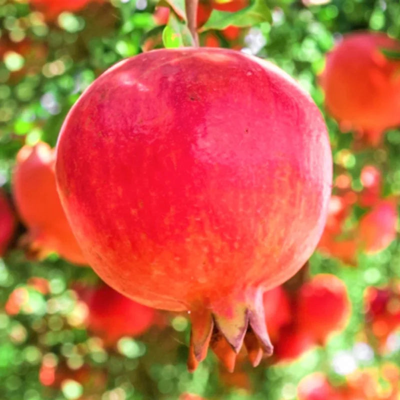 Pomegranate Plants Live, Pomegranate Bush, 5 to 6 Inch Tall, Bareroot Red Pomegranate Tree, Wonderful Pomegranate Tree