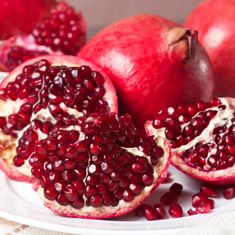 Pomegranate Plants Live, Pomegranate Bush, 5 to 6 Inch Tall, Bareroot Red Pomegranate Tree, Wonderful Pomegranate Tree