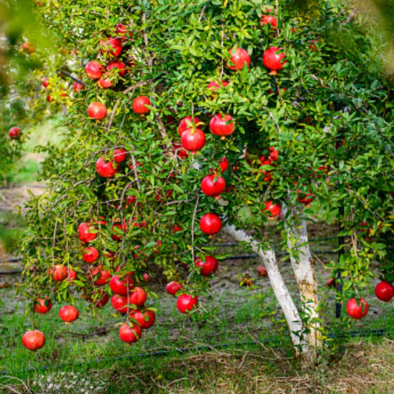 Pomegranate Tree Live Plant, 5 to 6 Inch Tall, Bareroot Pomegranate Plant, Pomegranate Fruit Tree,