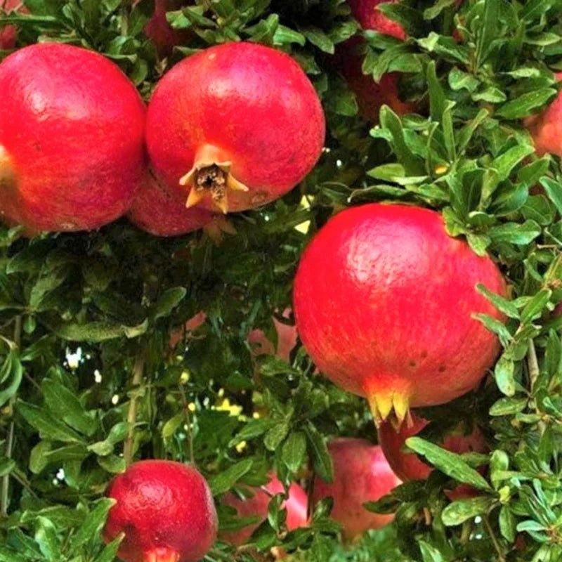 Pomegranate Tree Live Plant, 5 to 6 Inch Tall, Bareroot Pomegranate Plant, Pomegranate Fruit Tree,