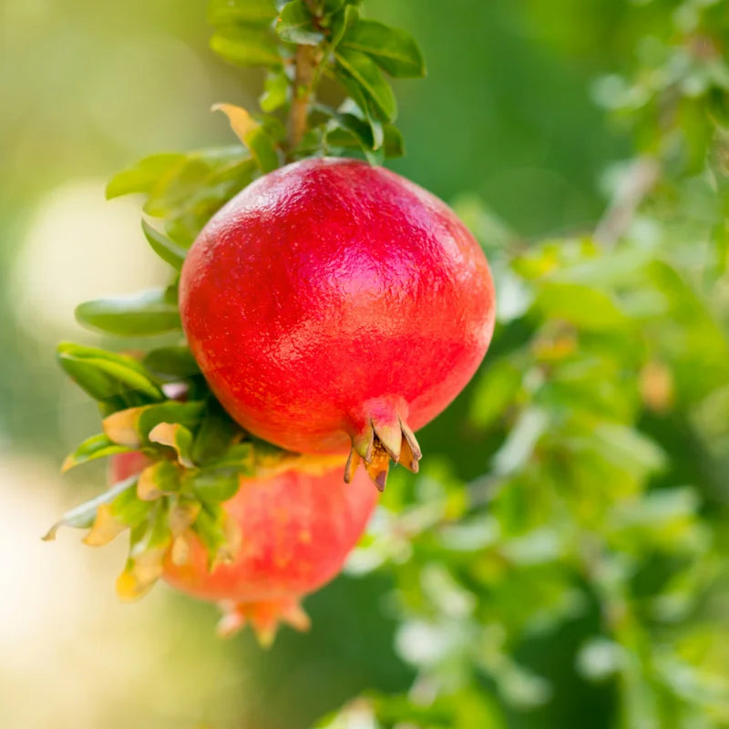 Pomegranate Tree Live Plant, 5 to 6 Inch Tall, Bareroot Pomegranate Plant, Pomegranate Fruit Tree,