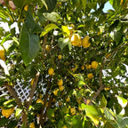 Ponderosa Lemon Tree, Fruit Tree Live Plant Outdoor - 1 Gallon Pot, 3 Feet Height