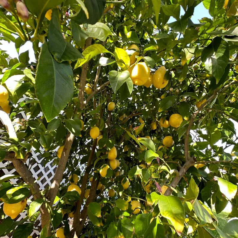 Ponderosa Lemon Tree, Fruit Tree Live Plant Outdoor - 1 Gallon Pot, 3 Feet Height