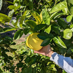 Ponderosa Lemon Tree, Fruit Tree Live Plant Outdoor - 1 Gallon Pot, 3 Feet Height