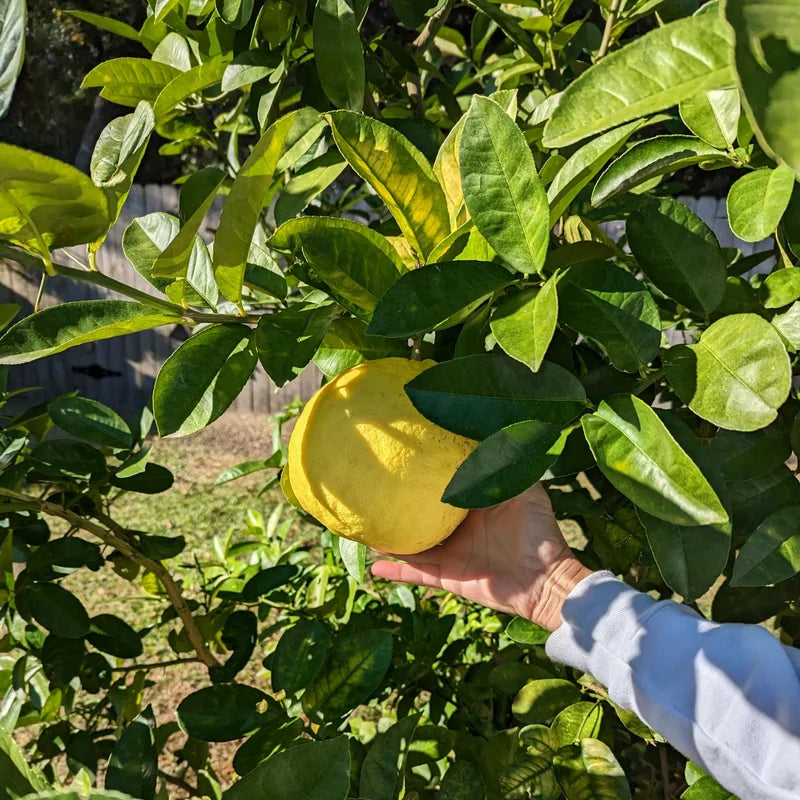 Ponderosa Lemon Tree, Fruit Tree Live Plant Outdoor - 1 Gallon Pot, 3 Feet Height