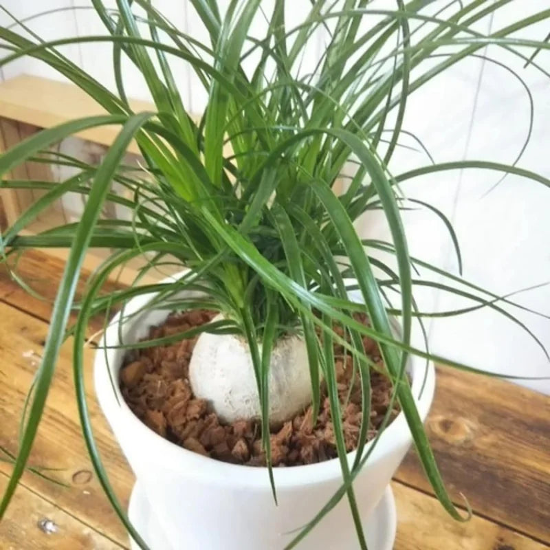 Ponytail Palm Plant Live Indoor 12-16 inch Tall in 4 inch Pot