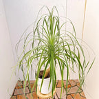 Ponytail Palm Plants - 5 Pack - 1-1.5 Ft Tall - Live Indoor Outdoor Plant