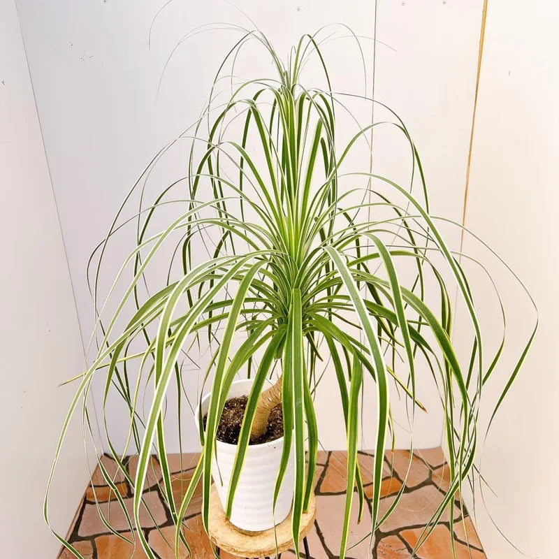 Ponytail Palm Plants - 5 Pack - 1-1.5 Ft Tall - Live Indoor Outdoor Plant