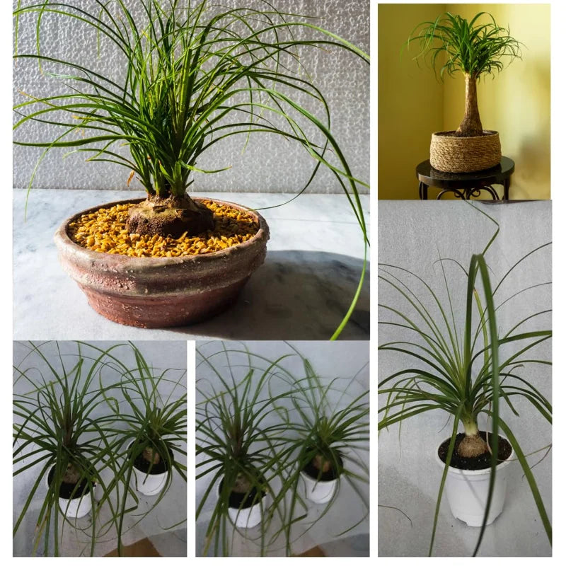 Bonsai Ponytail Palm Plants 12 to 16 Inc Tall Potted, Houseplant Beaucarnea Recurvata, Easy to Grow Live Indoors Garden Palm Live Tree in 4 Inc Tall Potted