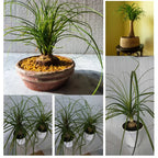 Bonsai Ponytail Palm Plants 12 to 16 Inc Tall Potted, Houseplant Beaucarnea Recurvata, Easy to Grow Live Indoors Garden Palm Live Tree in 4 Inc Tall Potted