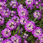 Purple Sweet Alyssum Live Plants – Set of 3 Hardy Perennials, 8 Inches Tall in 3-Inch Pots for Colorful Garden Borders