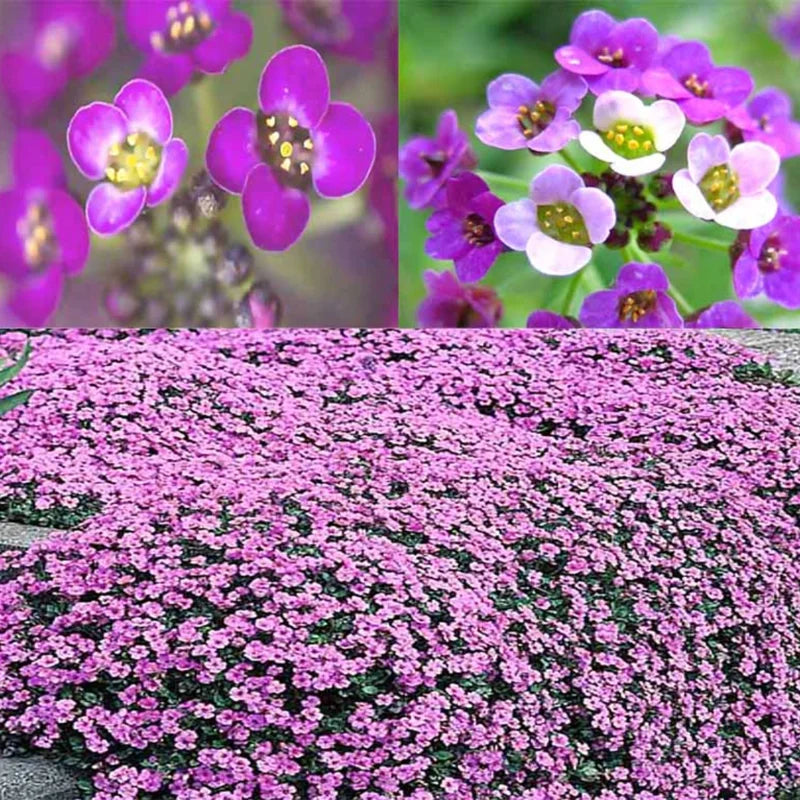 2 Alyssum Plants Live – Sweet Purple Perennial Flowers, 8 Inches Tall, Perfect for Flower Beds and Landscaping, 3-Inch Pots