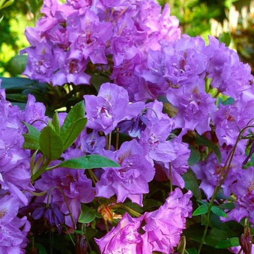Purple Blue Rhododendron Live Plant Shrubs - Fragrant Azalea Bushes for Outdoor Planting