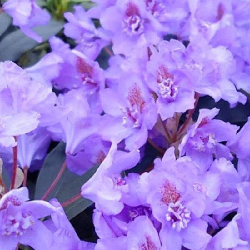 Purple Blue Rhododendron Live Plant Shrubs - Fragrant Azalea Bushes for Outdoor Planting