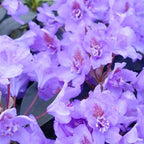 Purple Blue Rhododendron Live Plant Shrubs - Fragrant Azalea Bushes for Outdoor Planting