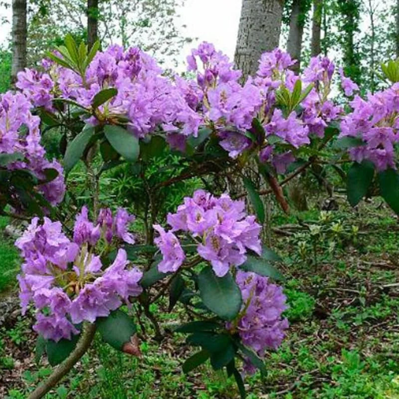 Purple Blue Rhododendron Live Plant Shrubs - Fragrant Azalea Bushes for Outdoor Planting