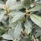 Purple Blue Rhododendron Live Plant Shrubs - Fragrant Azalea Bushes for Outdoor Planting