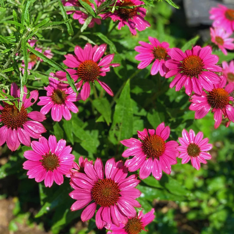 Echinacea Purpurea Set - 10 Coneflower Plants, Bare Roots, Garden Flowers