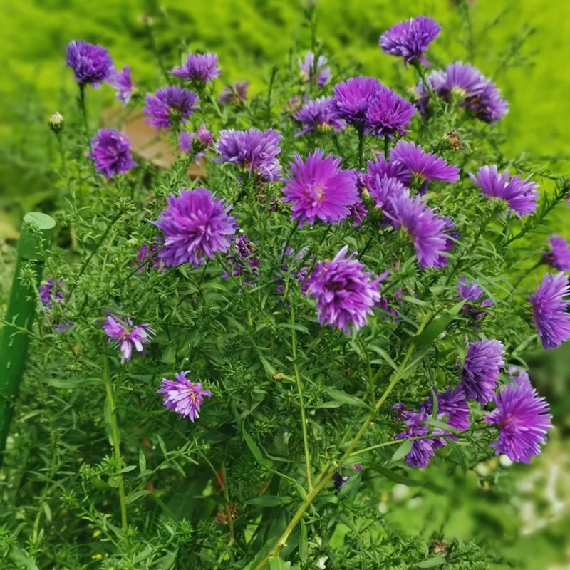 Cornflower Plant 4 Pack Live - Purple Flower Plant 3-5 Inches Tall