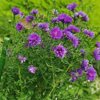 Cornflower Plant 4 Pack Live - Purple Flower Plant 3-5 Inches Tall