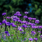 Cornflower Plant 4 Pack Live - Purple Flower Plant 3-5 Inches Tall