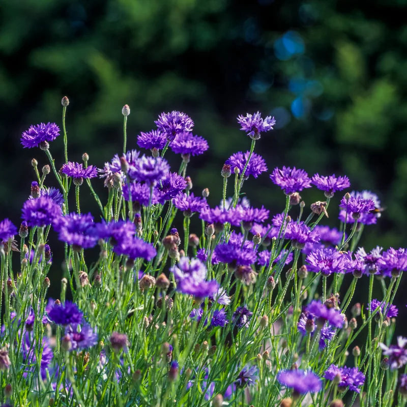 Cornflower Plant 4 Pack Live - Purple Flower Plant 3-5 Inches Tall