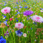 Purple Cornflower Plant Live 3-5 Inch Flower Garden
