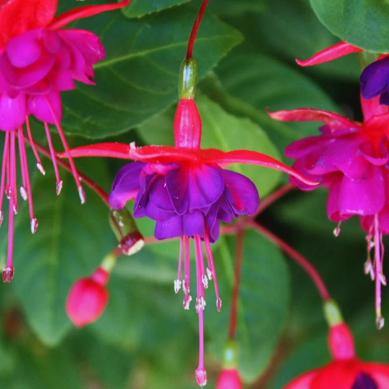Purple Fuchsia Plant Set - Ornamental Flowering Garden Plant 3-5 Inches