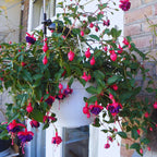 Fuchsia Live Plants - 3 Pack Flowering Ornamental Perennial