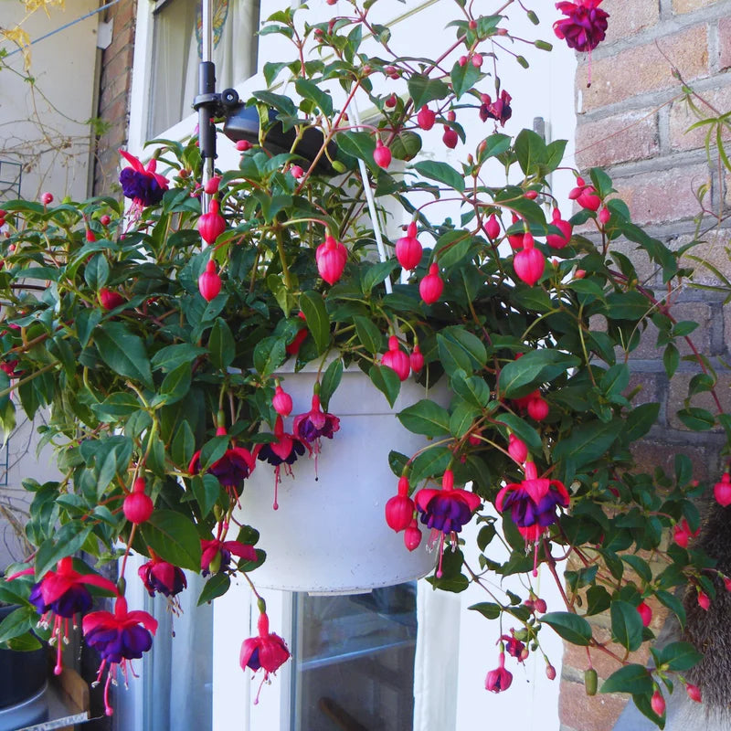 Purple Fuchsia Plant Set - Ornamental Flowering Garden Plant 3-5 Inches