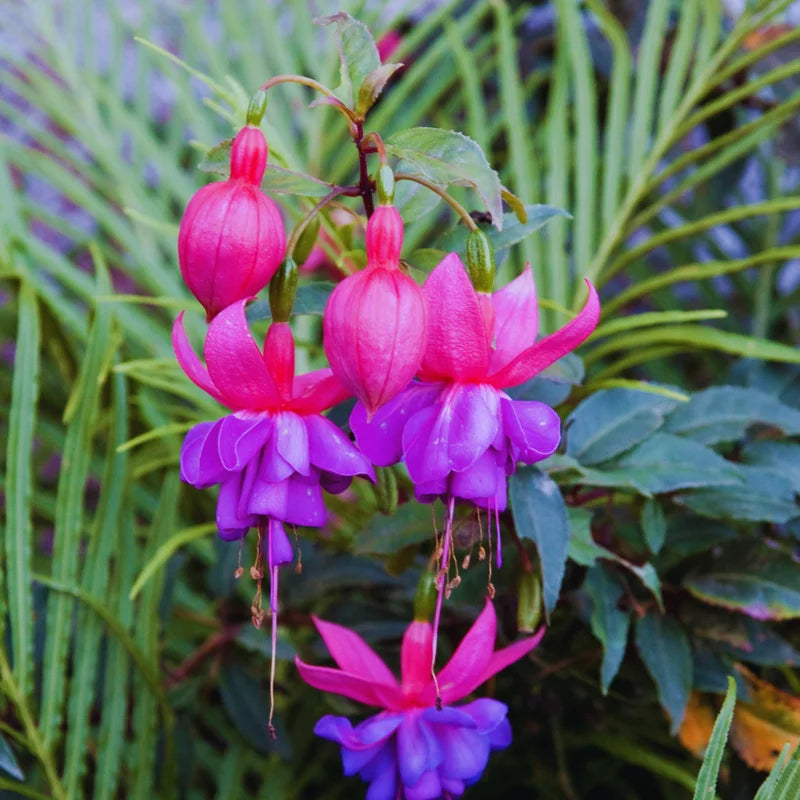 Fuchsia Live Plants - 3 Pack Flowering Ornamental Perennial