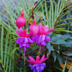 Fuchsia Live Plants - 3 Pack Flowering Ornamental Perennial