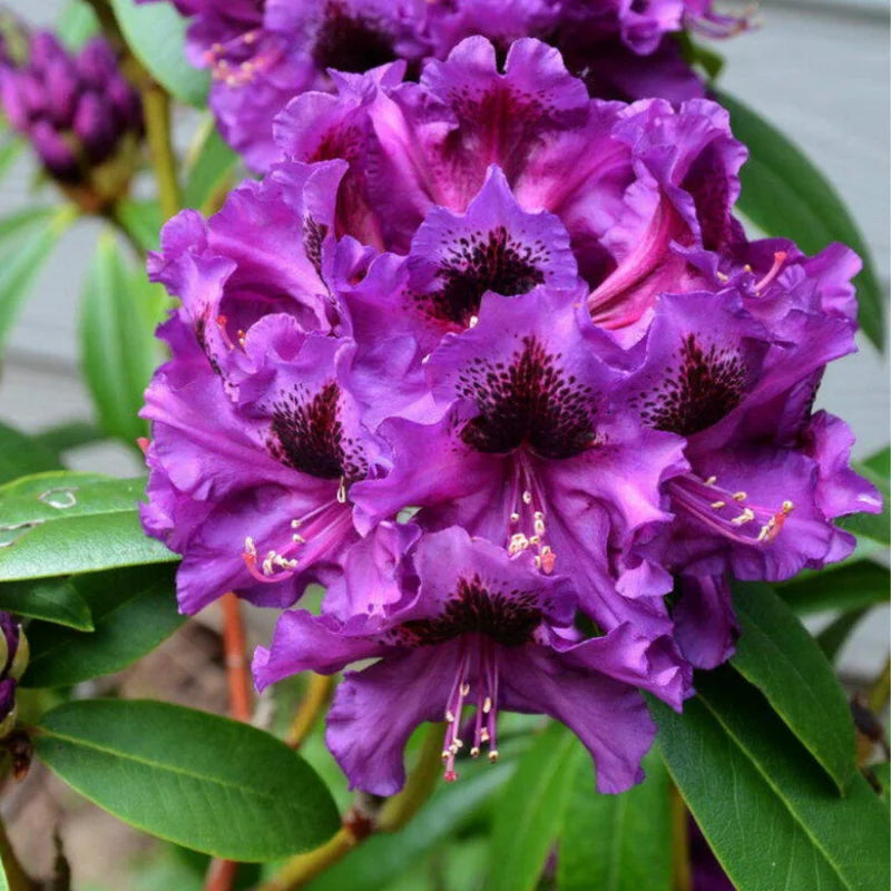 Purple Rhododendron Plant - 1 Year Old Flowering Shrub – Exotic Roots