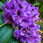 Purple Rhododendron Plant - 1 Year Old Flowering Shrub