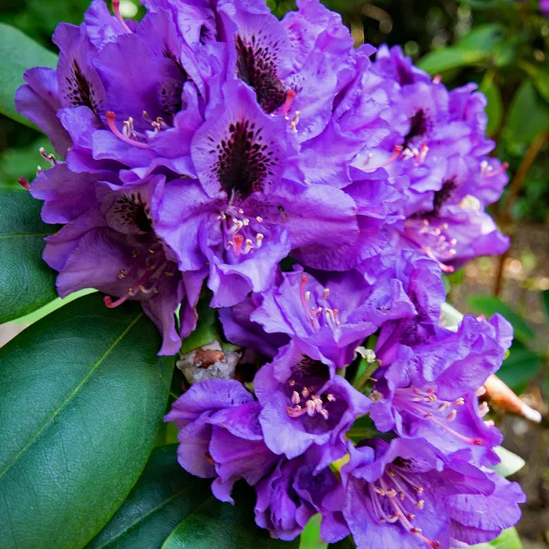 Purple Rhododendron Plant - 1 Year Old Flowering Shrub