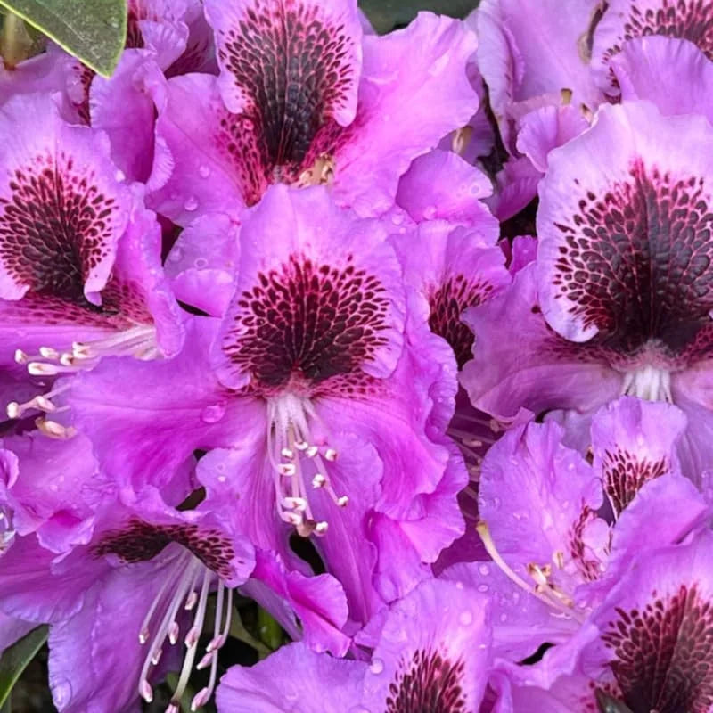 Purple Rhododendron Plant Live Azalea Bush Ready To Plant Full Sun