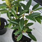 Orange Rhododendron Plant - Live Azalea Bush - Ready to Plant - Outdoor Shrubs