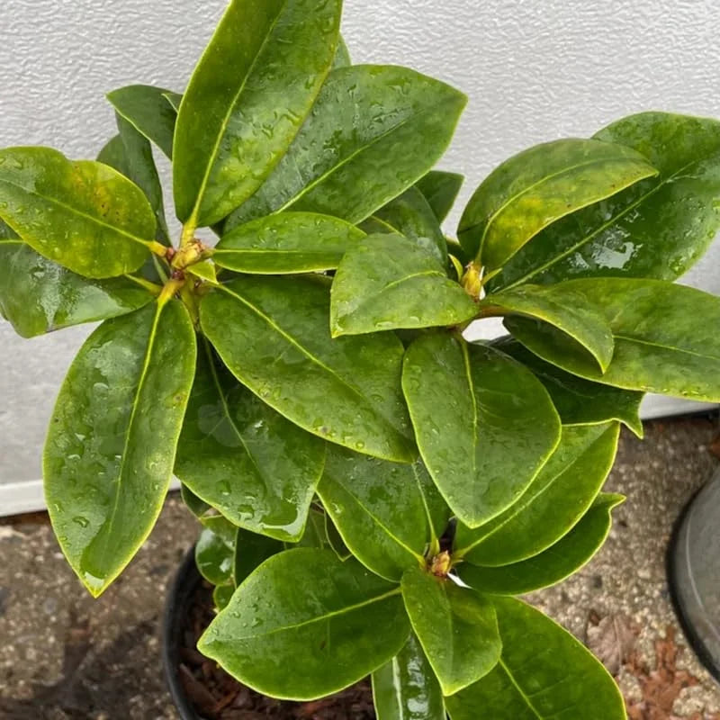 Red Rhododendron Plant Live Azalea Bush Ready to Plant Full Sun