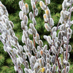 Pussy Willow Cuttings Pack - 20 Fresh Willow Branches 8-10 inch for Planting