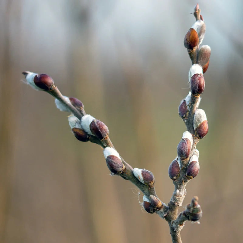 Pussy Willow Cuttings - Pack of 10 - 8-10 Inch - Willow Branches for Planting